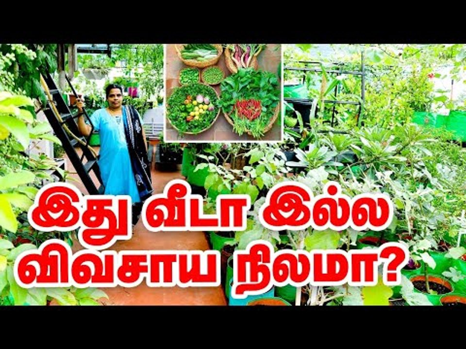 மாடியில் விவசாயம் செய்யும் பெண்! Terrace Garden Farming #TerraceGardenTips