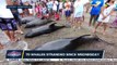 14 melon-headed whales found dead in Catanduanes