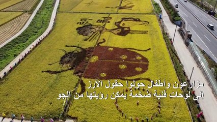 حقول أرز تستحيل أعمالا فنية في كوريا الجنوبية