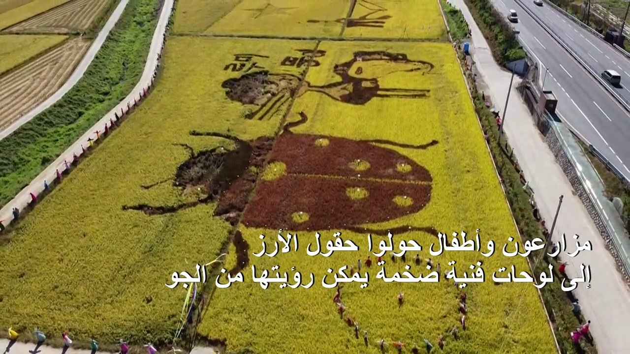 حقول أرز تستحيل أعمالا فنية في كوريا الجنوبية