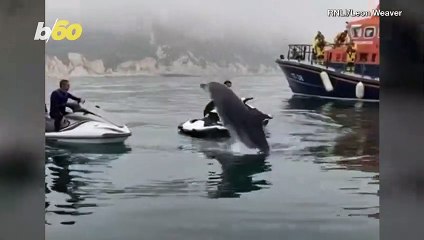 Check Out These Dolphins Splash Around After Watching Rescue Boats Put Out Fire