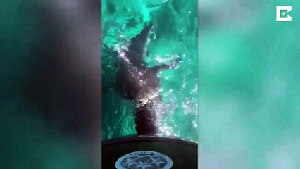 Ce requin veut manger le moteur du bateau