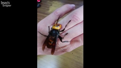 Il joue avec une guêpe reine géante