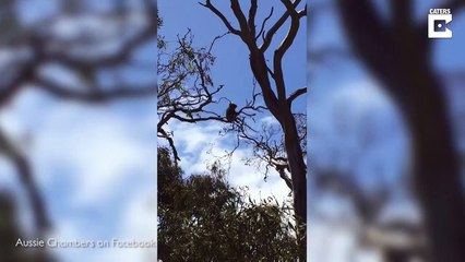 Ce koala se fait harceler par des pies