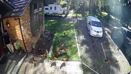 Guard Chickens Surround Delivery Driver