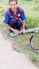 Man Has No Fear of King Cobra