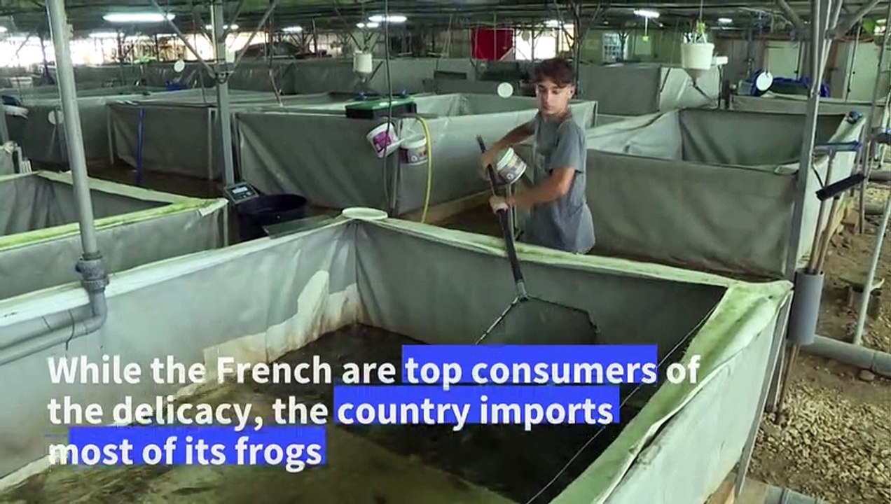 Frog breeder jumping at chance to provide France's top eateries