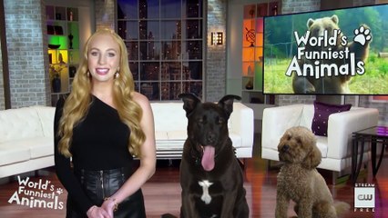World's Funniest Animals 1x05 - Clip - In The Dog House Scene