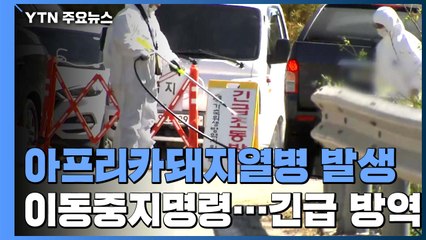 "아프리카돼지열병 추가발생 예단 어려워...유입경로 조사" / YTN