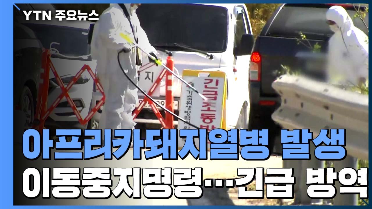 "아프리카돼지열병 추가발생 예단 어려워...유입경로 조사" / YTN