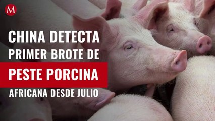 China detecta primer brote de peste porcina africana desde julio