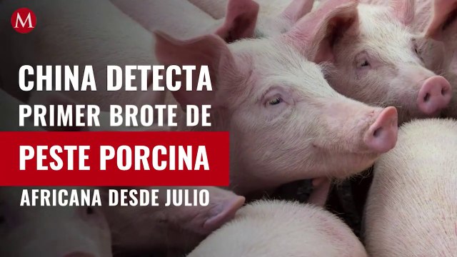 China detecta primer brote de peste porcina africana desde julio