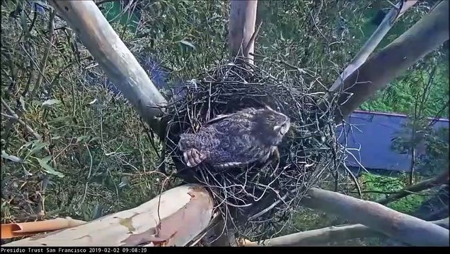 Chim cú sừng đại chiến chim ưng đuôi lửa cướp tổ nhiều ngày