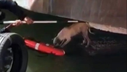 En Tabasco, Semar rescata a perro tras tormenta 'Gamma'