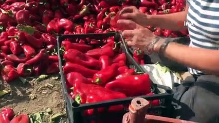 Kapya biber çiftçiyi yaktı...Tonlarcası tarlada kaldı