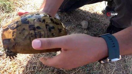 Yangında mahsur kalan kaplumbağaları böyle kurtardılar