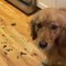 Golden Retriever Gets Caught Red-handed While Stealing Kale From Kitchen