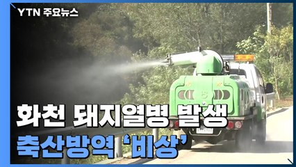 "돼지열병 추가 발생 아직 없어"...확산 방지 총력 / YTN