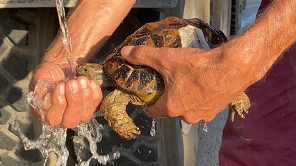 Yangında mahsur kalan kaplumbağaları böyle kurtardılar