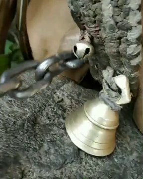 Beauty of gir cow || Gir cow of gujrat