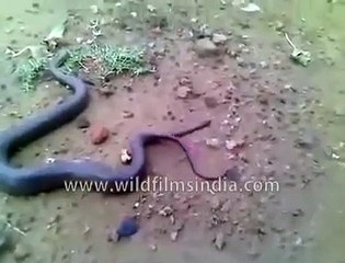 Snake gives birth not to eggs but to live baby snakes