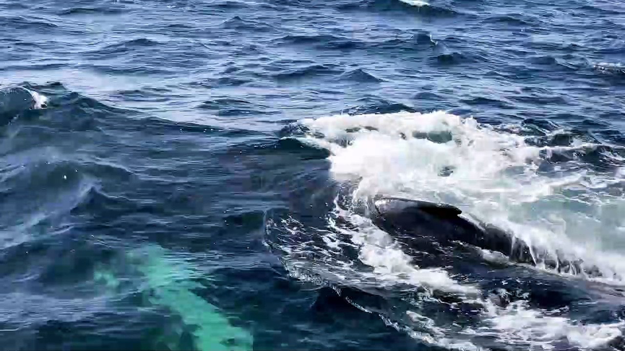 Humpback Whales Put on a Show for Whale-Watching Tour