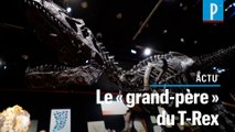 Vieux de 150 millions d'années, un ancêtre du T-Rex mis aux enchères à Paris