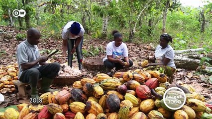غانا: زراعة الكاكاو