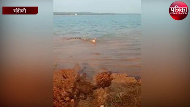 12 फीट का मगरमच्छ देखकर राहगीरों के फूले हाथपांव, इधर-उधर भागने लगे लोग