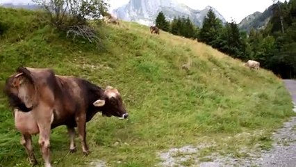 DSC_9769 Unterwasser CH lac Gräppelensee, cloches, appel vaches