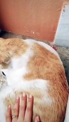 First 2 Hours: My Cat is Acting like Drunk