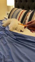 Doggy Not Sure About Tooth Brushing Time