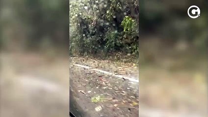 Queda de árvores interdita pista da BR 262 em Domingos Martins