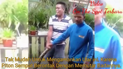 Suara Desisan Aneh di Kandang Ayam,, Saat Diperiksa Dalamnya Ada Ular Piton Besar