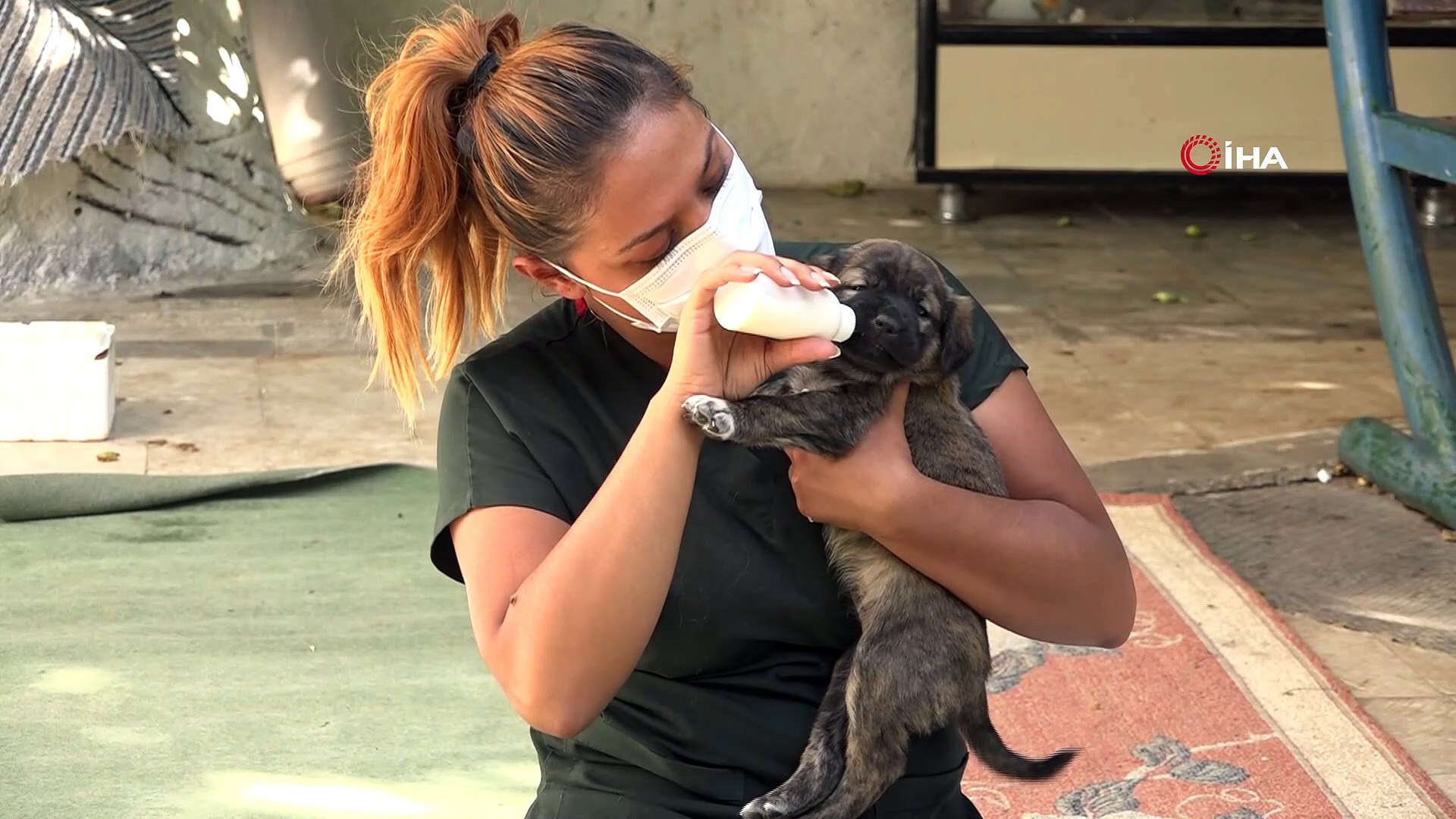 ➤ Zehirlenen köpeğe ne yapılır