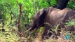 DOCUMENTAL DE ANIMALES VIDA SALVAJE - GRAN AVENTURA AFRICANA