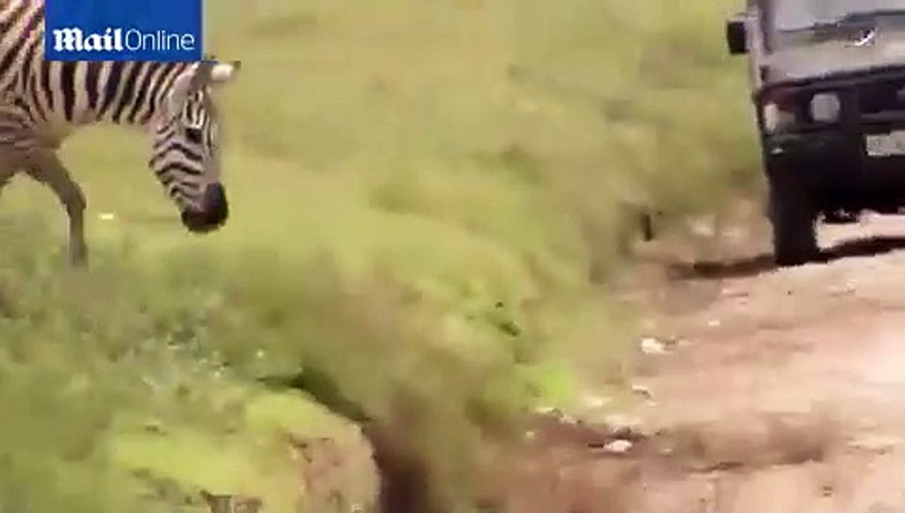 La technique incroyable d'un lion pour approcher ce troupeau de buffles