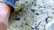 Des chercheurs de pierres précieuses font une belle découverte : Opale bleue géante au mexique