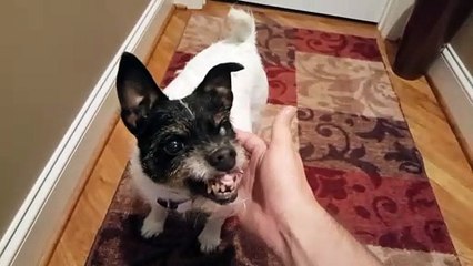 Voici le chien le plus moche et flippant du monde... Un vrai gremlins