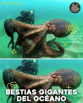 Bestia gigantes del océano -Curioso_Ben