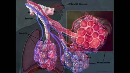 Debunking Mud Fossils Mud Geology Changes Nothing pt 1