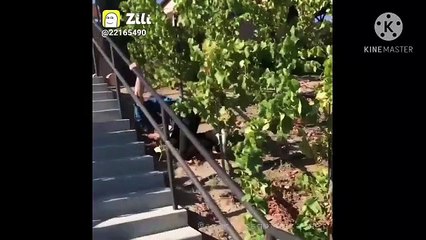 funny video and good entertainment video 2020