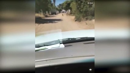 Con un tigre sale a pasear una adolescente en Guasave
