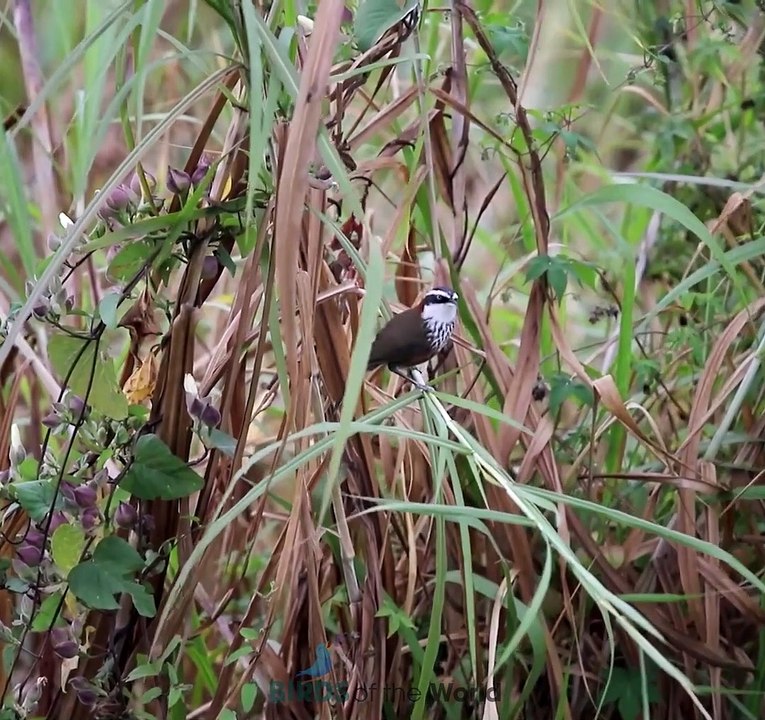 Rusty-cheeked scimitar babbler