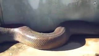 ये वीडियो आपको डराएगी लेकिन जान बचा सकती है | Scary and Strange Snake Encounters