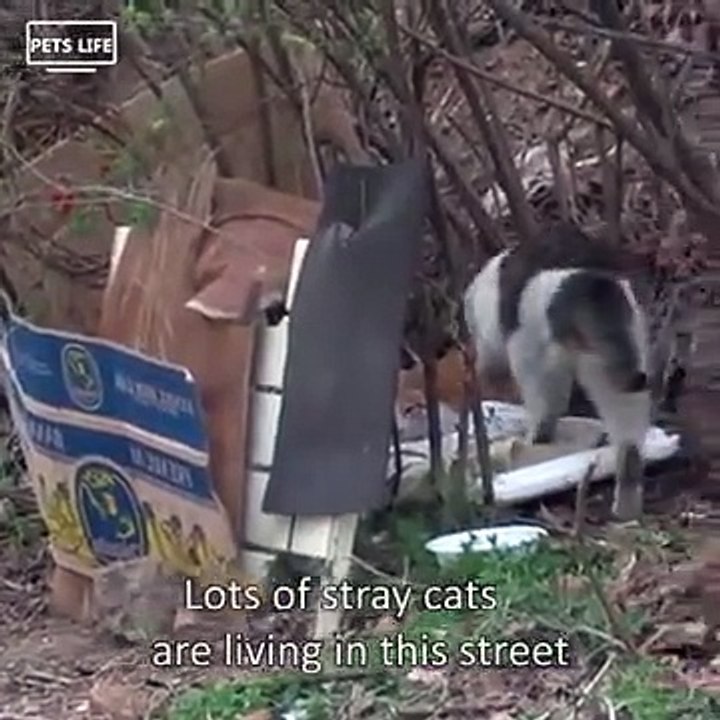 De braves bêtes inséparables.