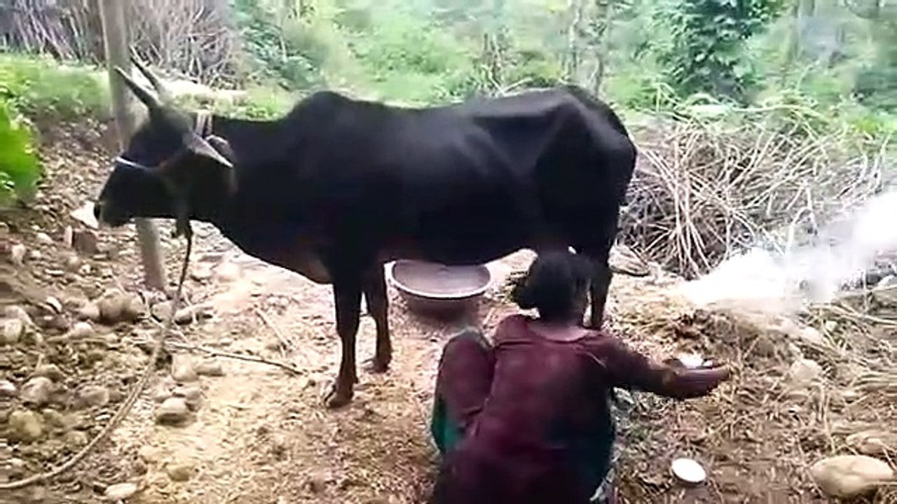 best cow cow milk collection