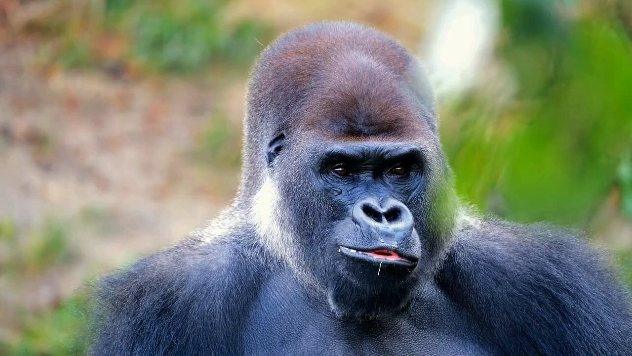 Funny chimpanzee impression