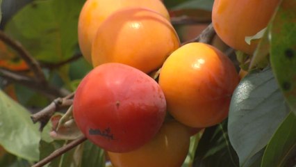 충북 영동의 가을 명물...감나무 가로수 길 / YTN