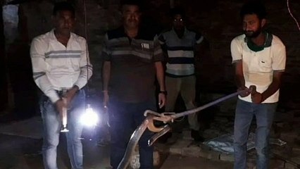 शहरी इलाके में निकला काला नाग, इलाके में मचा हड़कंप